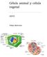 Célula animal y célula vegetal