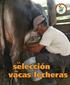 La selección de vacas lecheras