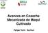Avances en Cosecha Mecanizada de Maqui Cultivado. Felipe Torti - Surfrut