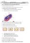 2. Anomena les principals diferències entre una cèl lula procariota i una eucariota.