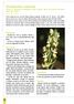Dactylorhiza markusii (Tineo) H. Baumann & Künkele in Mitt. Arbeitskr. Beob. Heimischer Orchideen 13(4): 461 (1981)