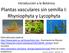 Plantas vasculares sin semilla I: Rhyniophyta y Lycophyta