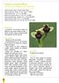 Ophrys bombyliflora Link, Journ. Bot. (Schrader) 2: 325 (1799,1800)