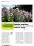 artículo Plantas perennes: creadoras de ambiente entre el verde revista Las plantas más florecientes
