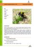 Bombus ruderatus (Fabricius, 1775) Large garden Bumblebee. Filo. Arthropoda Clase. Insecta Orden. Hymenoptera Familia. Apidae DESCRIPCIÓN