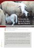 Producción de carne de ovejas de raza Navarra