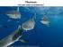 Tiburones Por qué estan en problemas? Sharks 101. Sharks: Why They Are in Trouble, and Options for Their Management