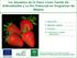 Los Aquenios de la Fresa como Fuente de Antioxidantes y su Uso Potencial en Programas de Mejora