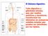 INGESTIÓN DIGESTIÓN ABSORCIÓN EGESTIÓN