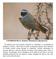 COLIRROJO REAL, Redstart (Phoenicurus phoenicurus)