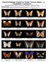 Nymphalidae (Lepidoptera) Martha Madora Astudillo, Rosamond Coates, Mario A. Alvarado-Mota y Dioselina Díaz-Sánchez