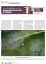 revista Control biológico de las moscas blancas espirales en Canarias