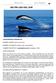 Delfín Liso del Sur Cetáceos (Delphinidae)