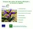 Ensayos del cultivo de Salvia officinalis L. en secano y regadío