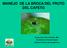 MANEJO DE LA BROCA DEL FRUTO DEL CAFETO. Ing. Agr. Harry Pérez Armuelles.; MSc. Coordinación de Sanidad Vegetal Ministerio de Desarrollo Agropecuario
