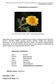 Familia: Asteraceae Género: Chrysanthemum Especie: Chrysanthemum coronarium L.