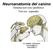 Neuroanatomía del canino