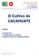 El Cultivo de CACAHUATE