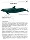Falsa Orca Cetáceos (Globicephalidae) FALSA ORCA