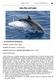 DELFÍN LISTADO. Delfín Listado Cetáceos (Delphinidae) I. ANTECEDENTES GENERALES. NOMBRE COMÚN: Delfín Listado. NOMBRE EN INGLÉS: Striped dolphin