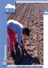 Plantación INTA INTA. Fichas Técnicas para el cultivo de ajo. Proyecto Ajo