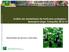 Análisis de rentabilidad de hortícolas protegidos : Berenjena larga. Campaña 2012/13. Observatorio de precios y mercados