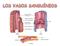 La pared de arterias y venas está formada por tres capas de tejido, que de fuera adentro son: