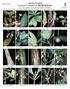 América Tropical Géneros Comunes de RUBIACEAE por: Dra. Charlotte Taylor, Missouri Botanical Garden