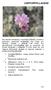 Corrigiola litoralis L. subsp. foliosa (Pérez Lara) Devesa