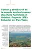 Control y eliminación de la especie exótica invasora Baccharis halimifolia en Urdaibai. Proyecto LIFE+ Estuarios del País Vasco