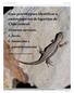Guía práctica para identificar a cuatro especies de lagartijas de Chile central: