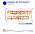 Estudio de la Clase IIª Typodonto